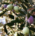 زیتون معمولی